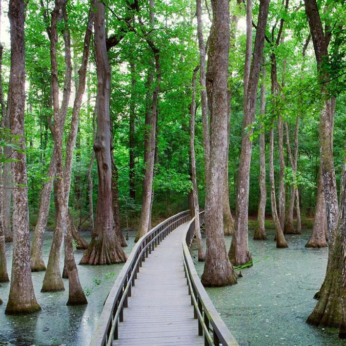 Underground sea 、Tropical、Bayou Bayou Teche Paddle Trail flows through the Heart of Cajun Country