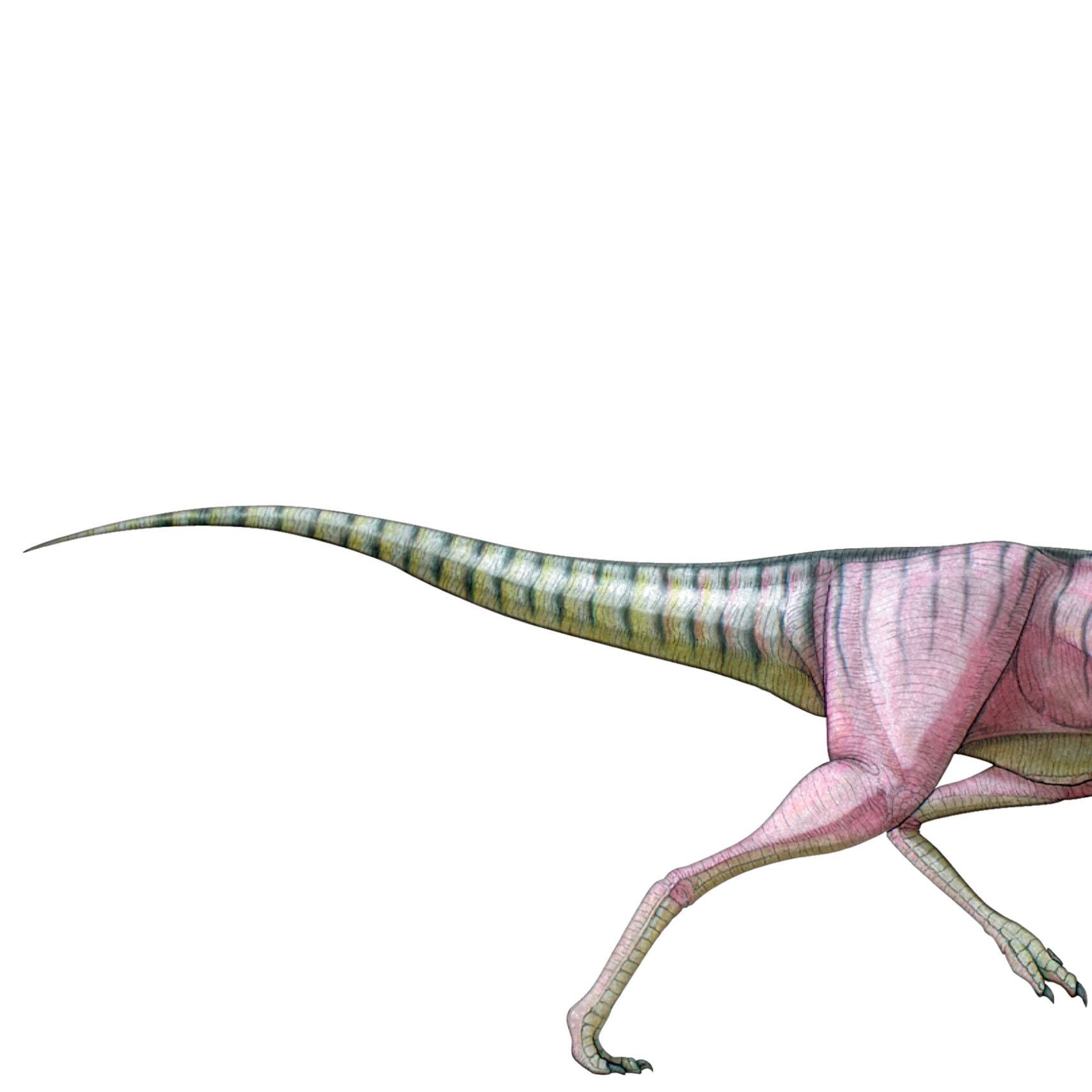 Ardetosaurus - Wikipedia, image size:1707x1707