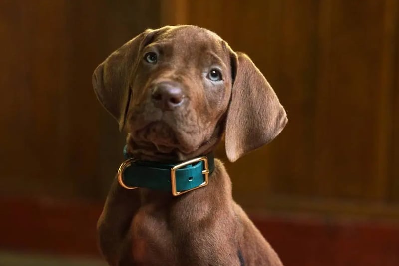Scooby Doo