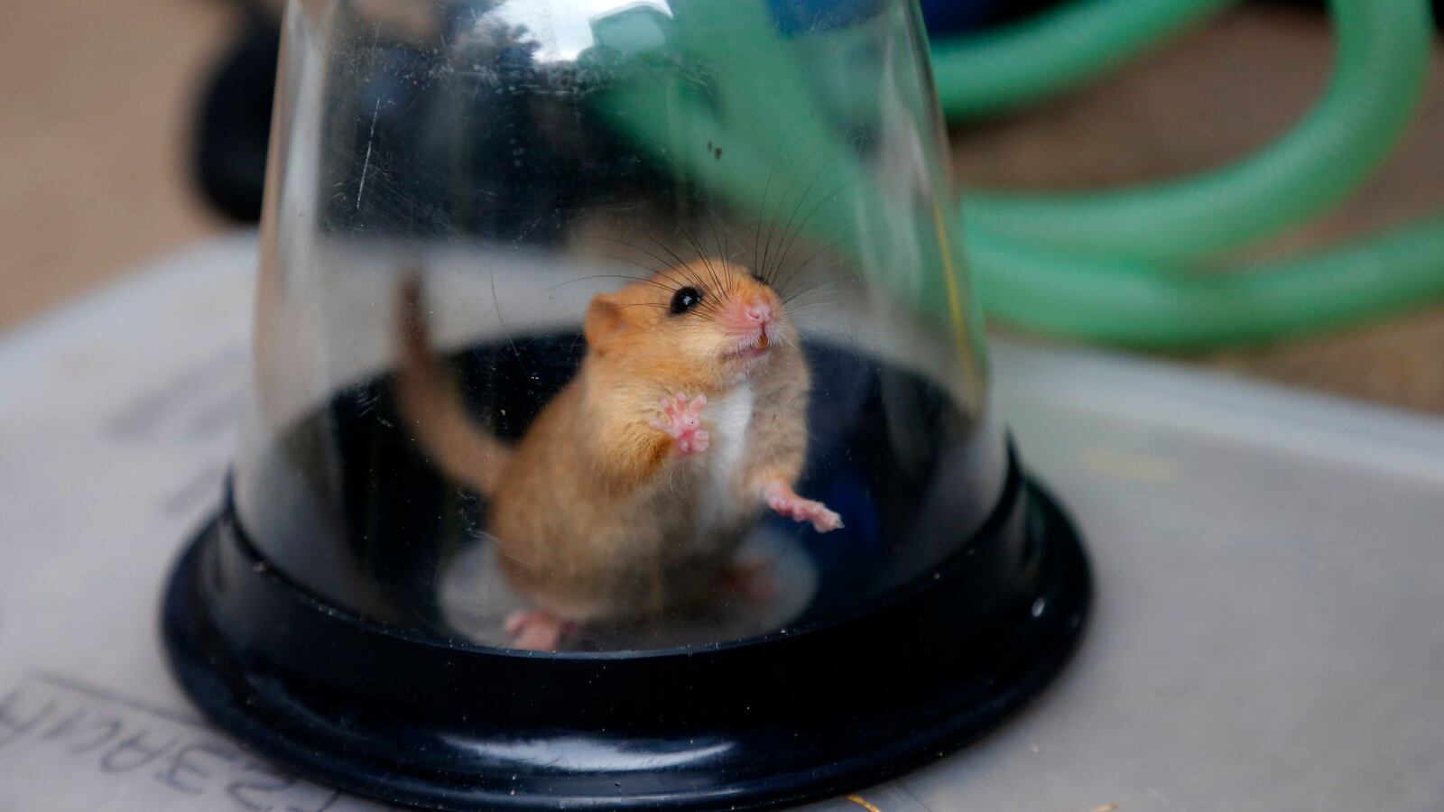 2012-10-18T120000Z_1794846480_GM1E8AJ05Y101_RTRMADP_3_BRITAIN_e5q0we