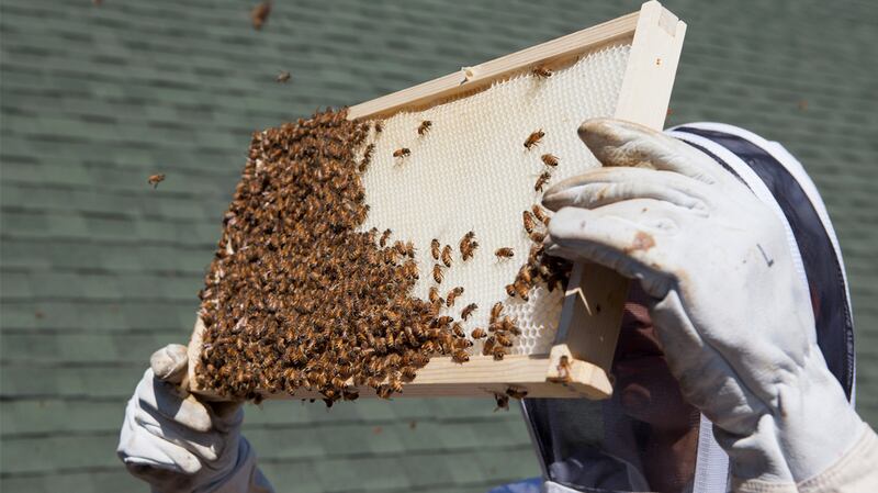 articles/2015/06/01/learning-to-farm-your-own-artisanal-honey-on-the-rooftops-of-new-york/learning-to-farm-your-own-artisanal-honey-on-the-rooftops-of-new-york-body-inlineimage_3_zpgjvl