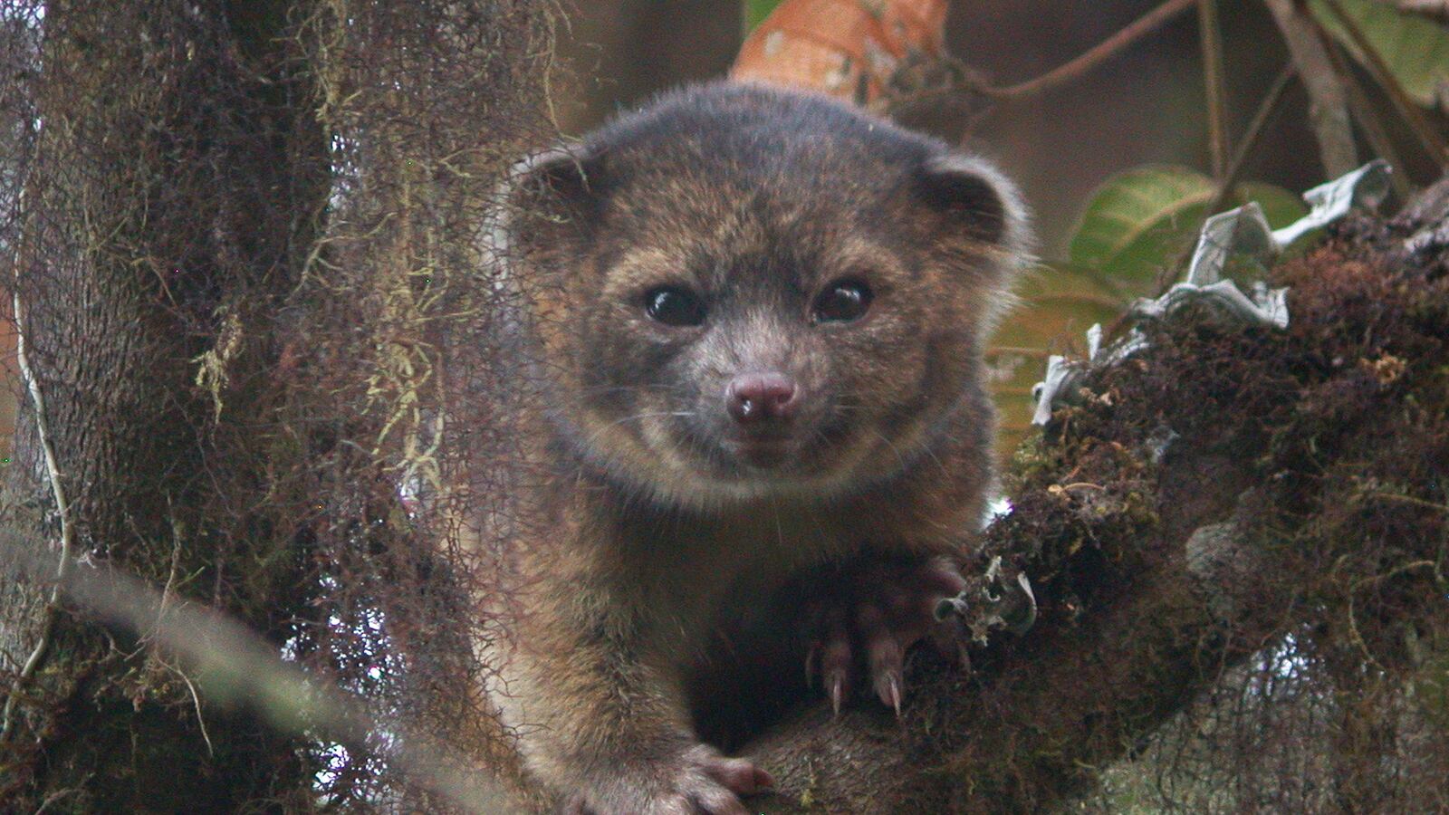 cheats/2013/08/15/new-mammal-discovered/130815-olinguito-cheat_gmmiyz