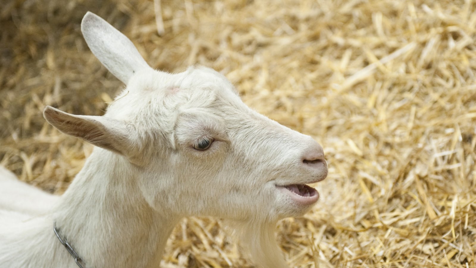 cheats/2012/02/16/study-goats-have-accents/goats-have-accents-cheat_wsd8dn