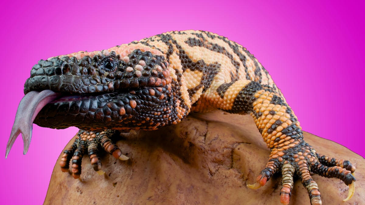 glp-1 lizard saliva Ozempic Literally Came From a Monster And It's Not Alone : ScienceAlert The Greatest Hope for Diabetes