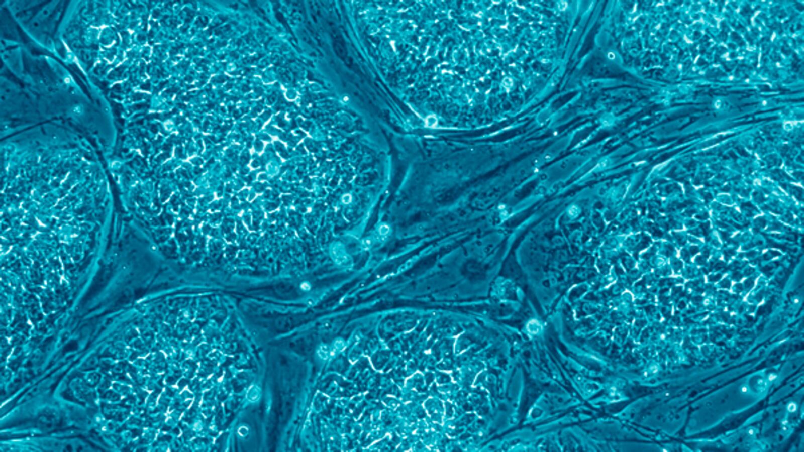 cheats/2011/10/05/stem-cells-created-from-human-embryo/stem-cells-cheat_e9l2yp