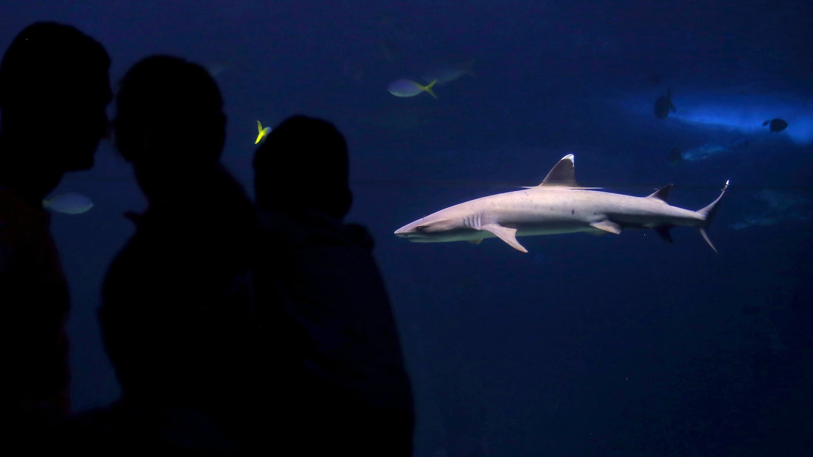 180730-shark-heist-san-antonio-cheat_flmvro