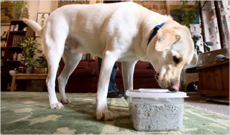 galleries/2011/12/06/the-year-in-animals-bronx-zoo-cobra-ryan-gosling-dog-george-more-photos/animals-of-the-year-cancer-sniffing-dogs_o7qazf