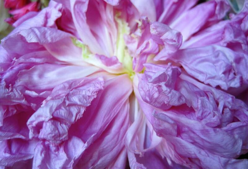 galleries/2010/05/04/dominique-browning-s-favorite-flowers/bouquets-10_ovlgsy