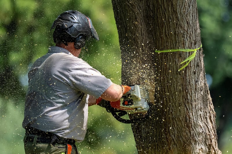 A National Park Service employee cuts down a tree ahead of possible additional renovations at East Potomac Golf Course in Washington, D.C. on August 29, 2026.