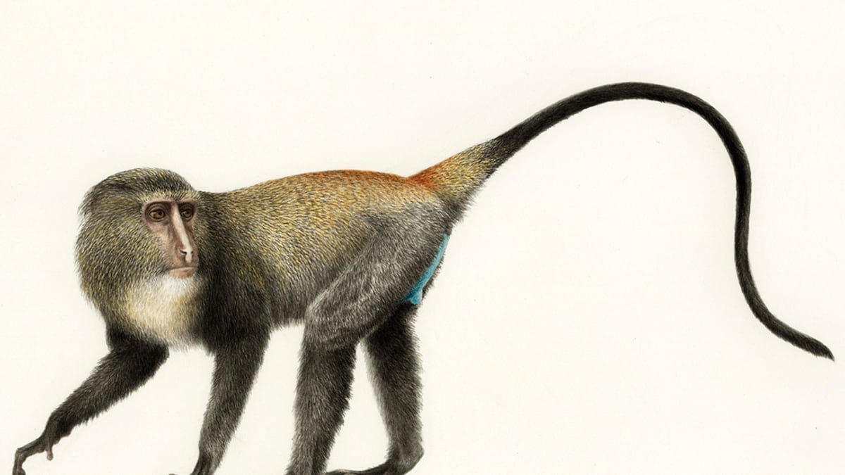 cheats/2012/09/13/new-monkey-species-identified/Lesula-monkey-FAU-Kimio-Honda_o2tnmn