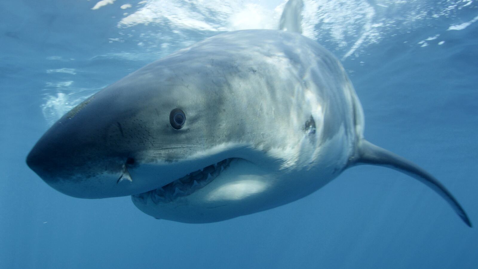 cheats/2013/08/07/dead-shark-winds-up-on-nyc-subway/130807-subway-shark-cheat_lws7rf