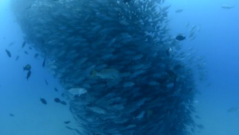 articles/2012/12/19/your-daily-awesome-fish-tornadoes/your-daily-awesome-fish-tornadoes-body-inlineimage_y4euwx