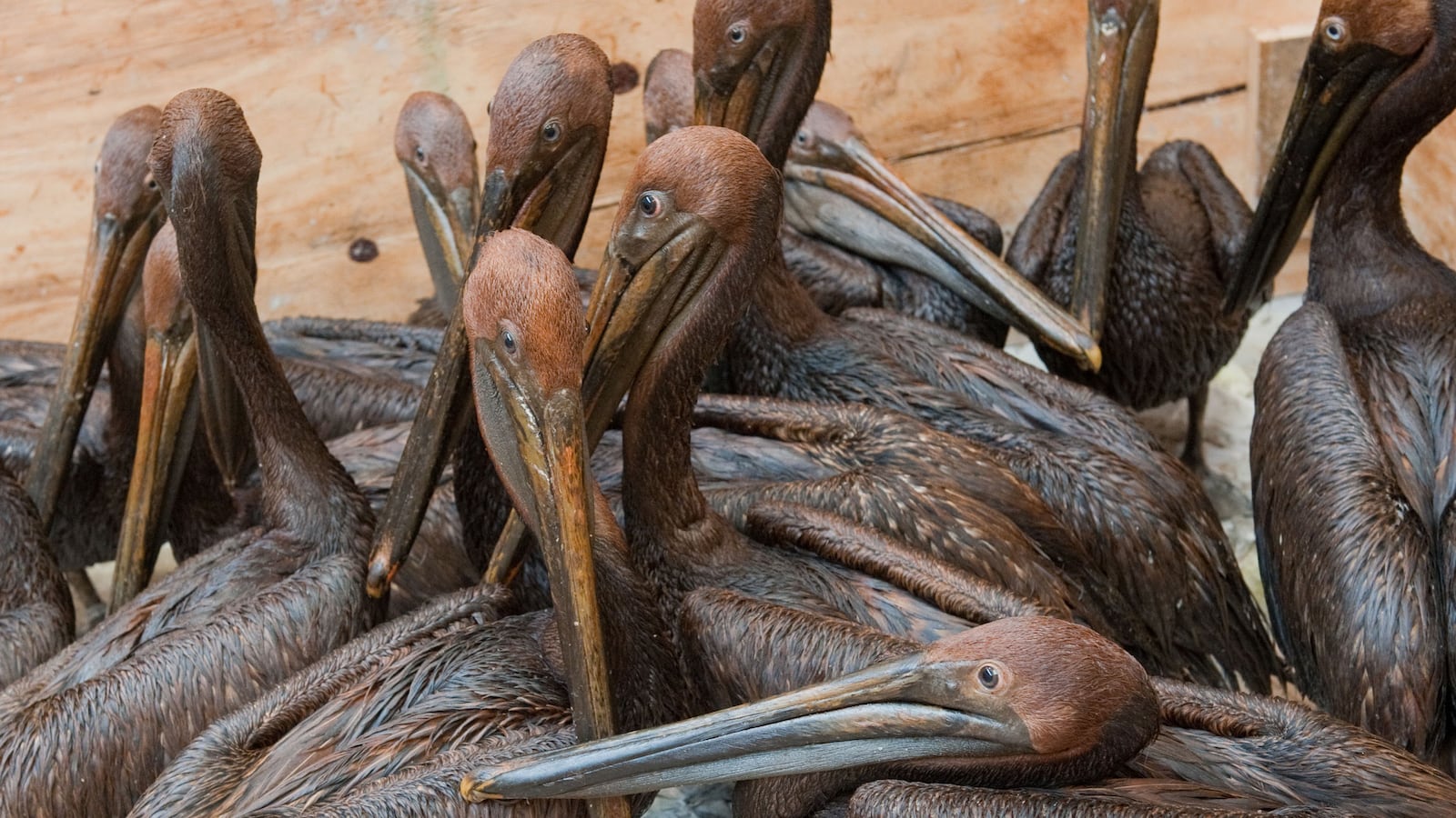 articles/2014/11/02/the-great-invisible-s-unflinching-portrait-of-life-drowning-in-oil/141031-fragoso-deep-water-tease_eb6mwv