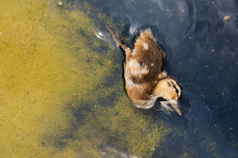 The body of a dead baby duck floats in the Lincoln Memorial Reflecting Pool, after recent renovations following a directive from U.S. President Donald Trump to paint it blue ahead of the 250th anniversary of U.S. Independence, in Washington, D.C., U.S., June 21, 2026. REUTERS/Aaron Schwartz