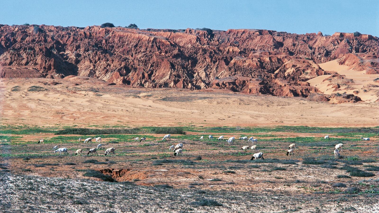 Herd of goats among the coastal dunes, near Merca, Somalia.