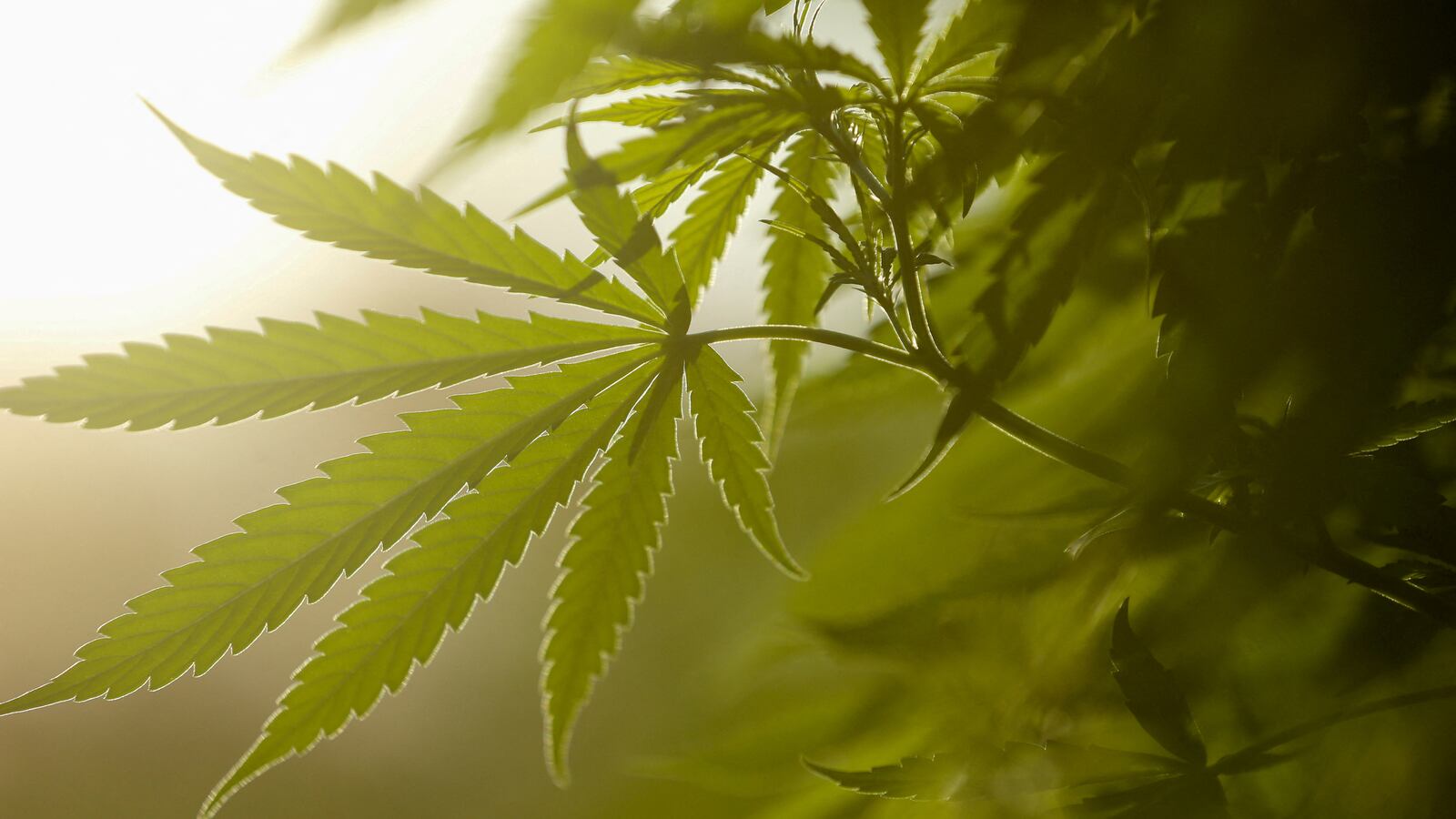 2023-02-21T190008Z_1787203363_RC2UDZ9XSFE0_RTRMADP_3_PARAGUAY-MARIJUANA_jxtinl