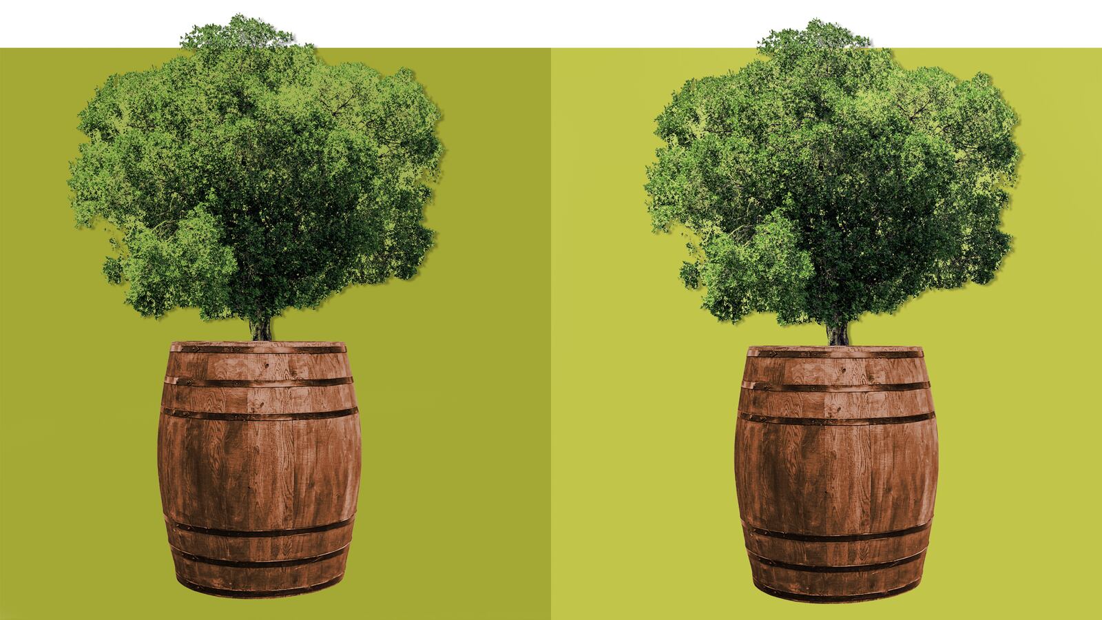 200229-Rothbaum-Scotch-Barrel-Oak-tease_ciyldz