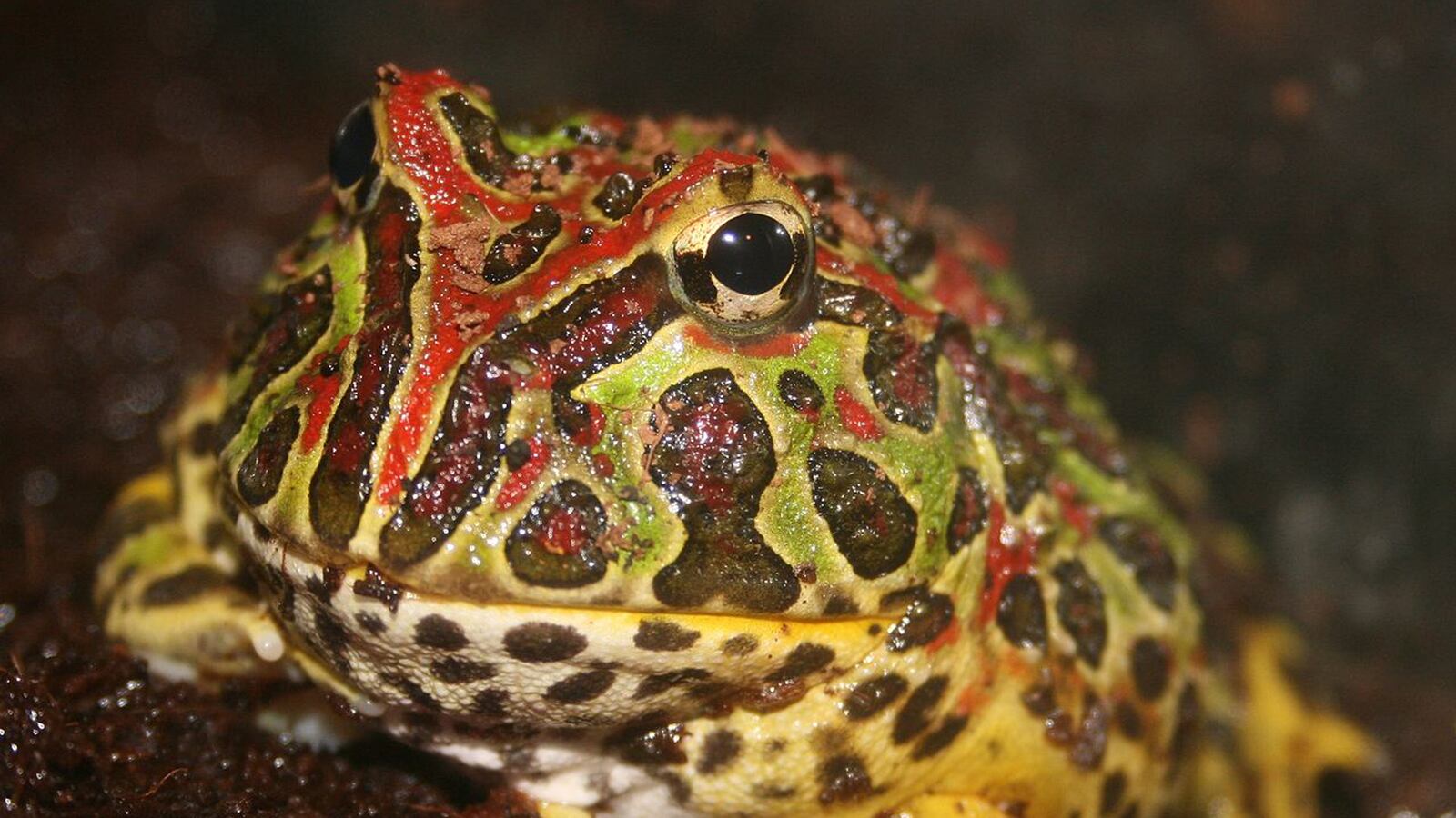 cheats/2014/06/12/frog-tongues-lift-1-4-times-body-weight/140612-frog-cheat_wtpxl0