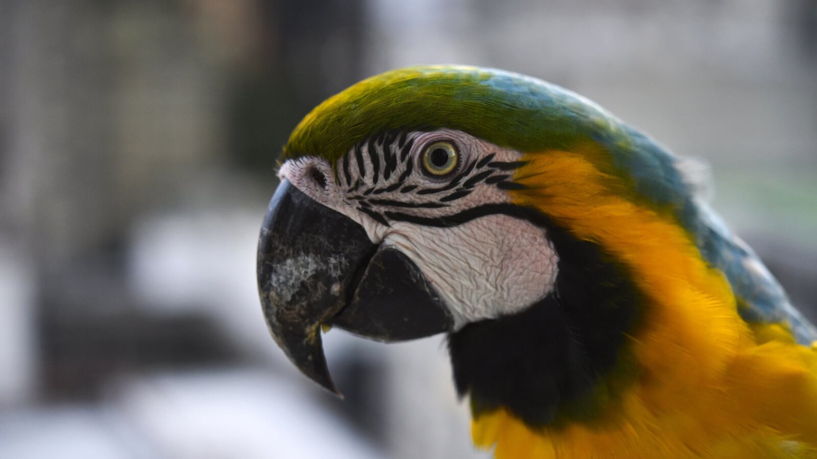 GettyImages-1075666644_kok8om