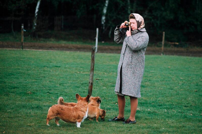 galleries/2012/08/06/queen-elizabeths-corgis-a-brief-history-photos/queen-elizabeth-corgis-4_fhumxm