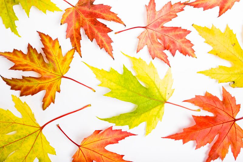 galleries/2011/11/20/hot-cocktails-for-winter-hot-apple-toddy-fall-leaves-and-more/fall-leaves-hot-cocktails_vq3tou