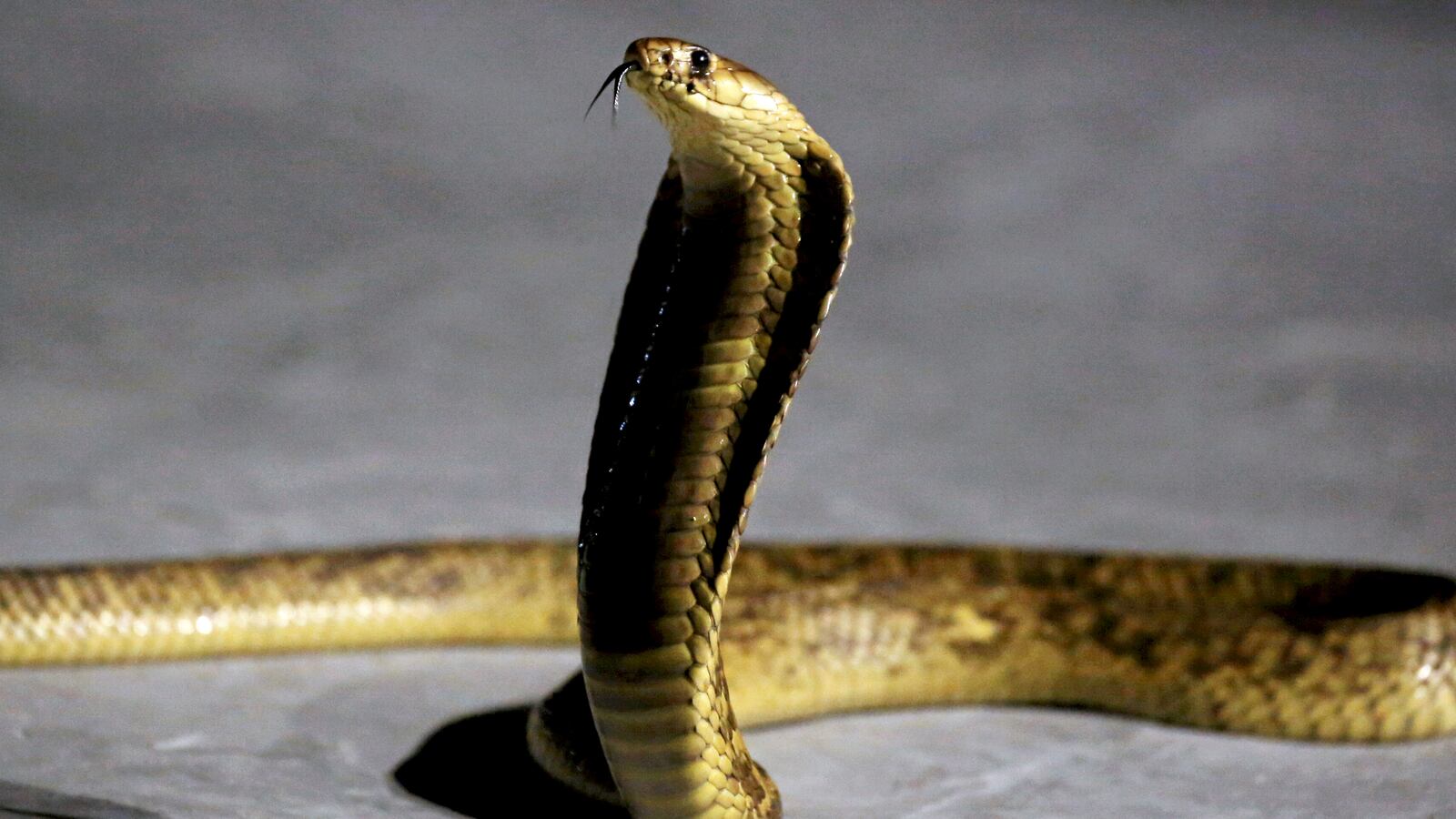 2018-08-06T000000Z_797854746_RC1AD3405440_RTRMADP_3_EGYPT-ENVIRONMENT_ognu7q