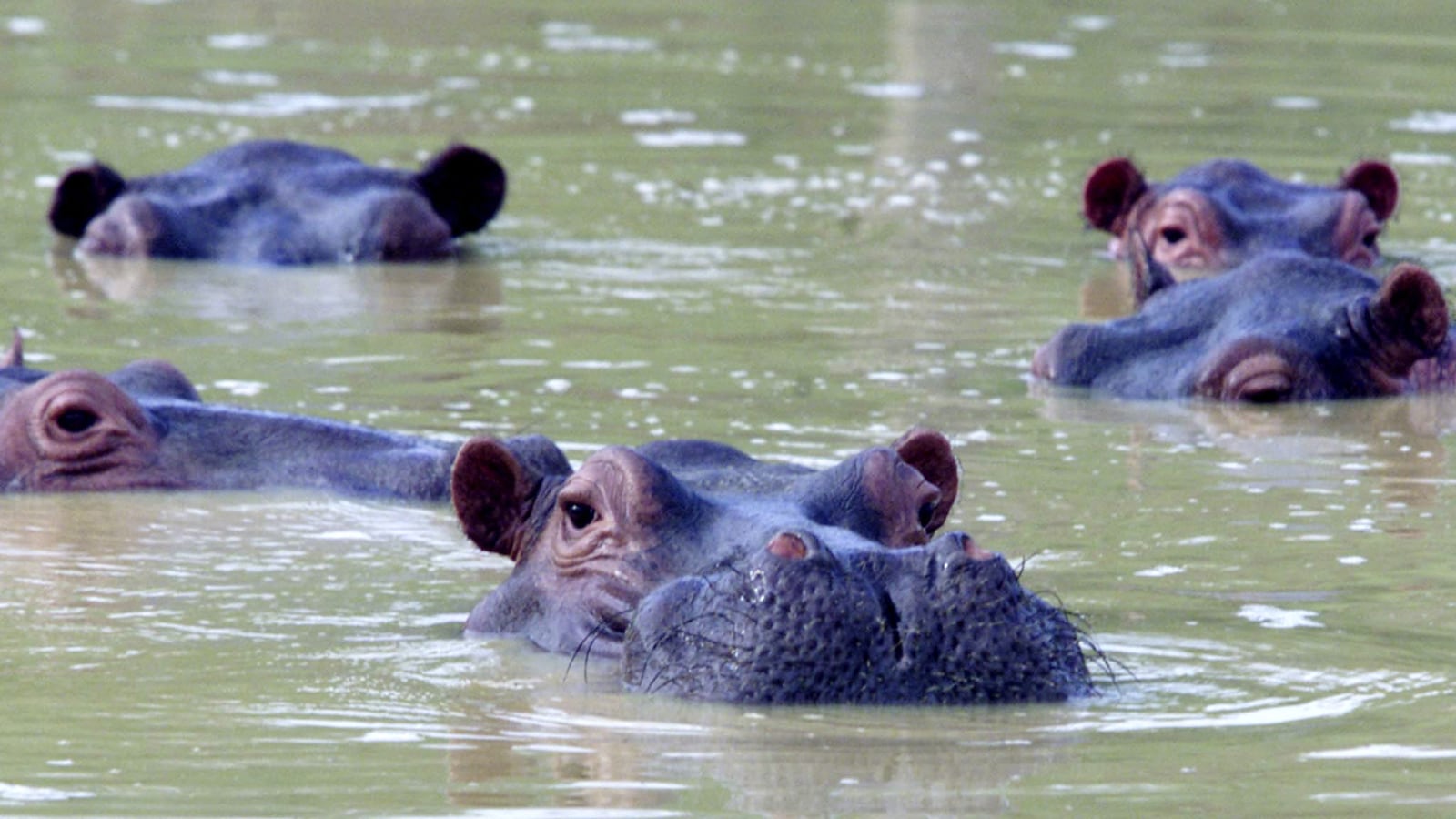 2002-12-10T000000Z_1101765657_RP3DRIFUBYAA_RTRMADP_3_COLOMBIA-HIPPOS_s97nca
