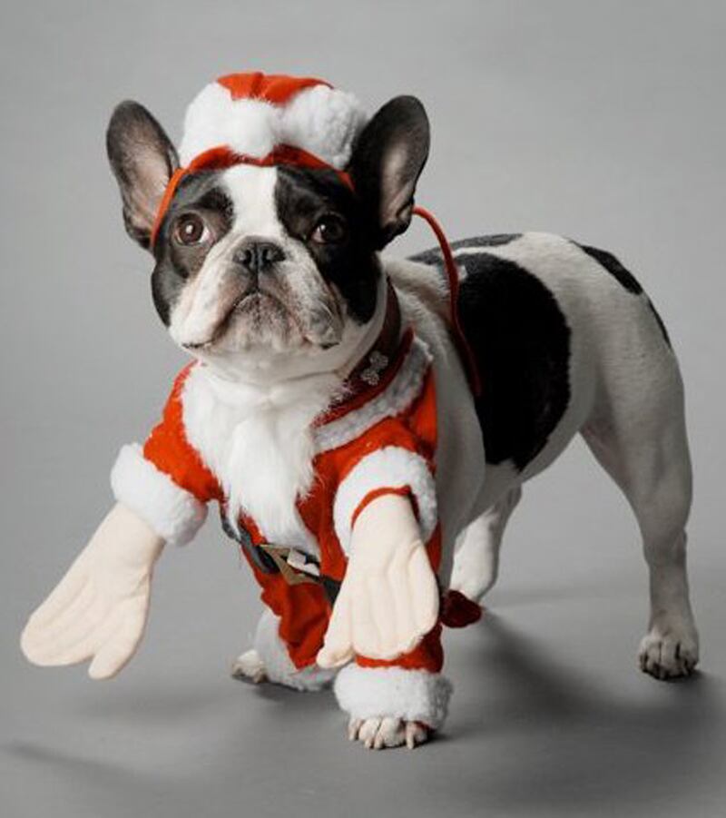 galleries/2012/12/25/santa-paws-dogs-get-dressed-in-the-holiday-spirit/lola-schreibstein_bx6iog