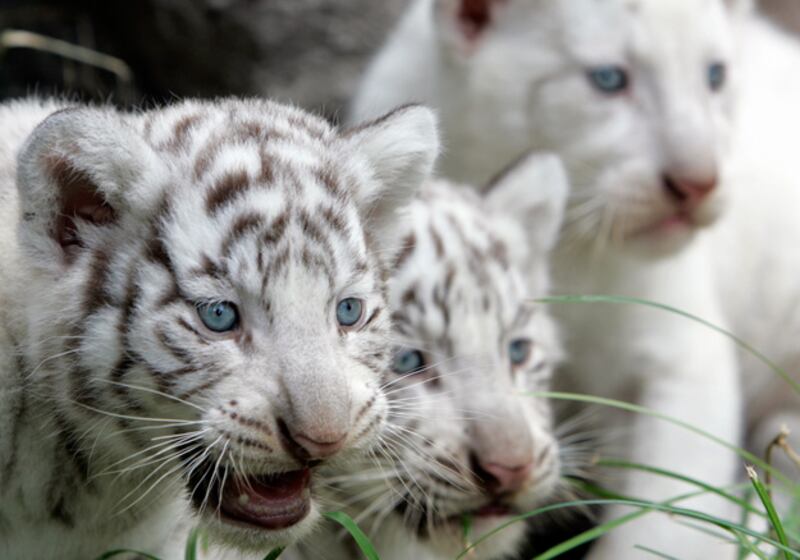 galleries/2011/01/14/celebrity-zoo-animals/celeb-zoo-animals---white-bengal-tigers_mu6tqt