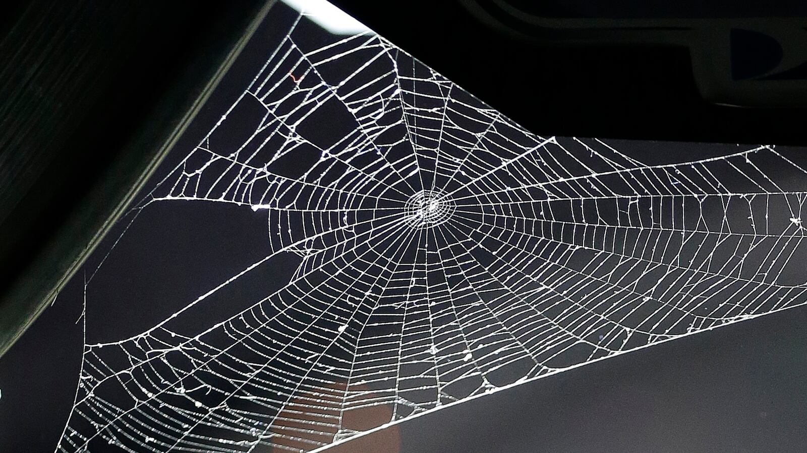 cheats/2013/09/26/flying-spiders-spook-texas/130926-spiders-texas-cheat_tyjoip