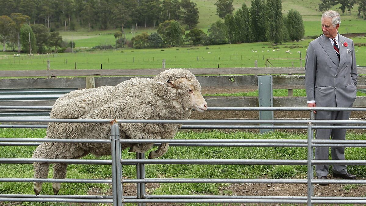 articles/2012/11/08/photo-special-charles-and-the-leaping-sheep/chaz-sheep-jump_spsna9