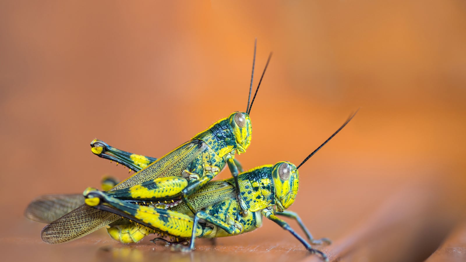 articles/2014/05/01/oh-if-these-penises-and-vaginas-could-talk-genitalia-as-tools-toys-and-weapons/140430-menno-nature-tease_vlezn4