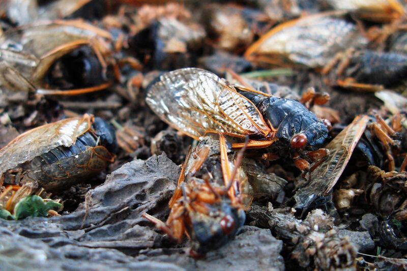 galleries/2013/05/24/cicadas-sharks-and-more-horrors-to-come-in-summer-2013-photos/130523-summer-cicada_w3dopd