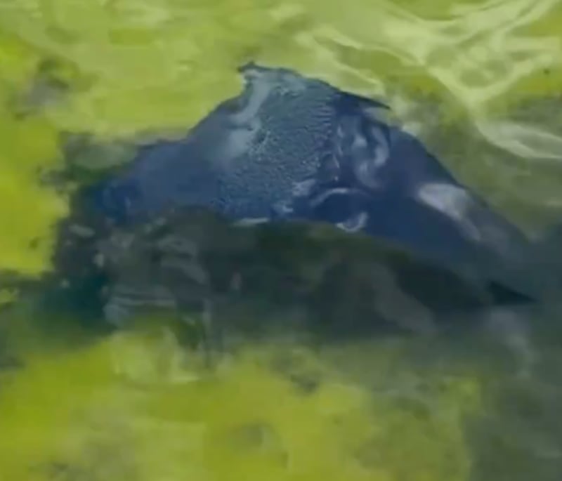 Sheet of plastic captured by CNN in Reflecting Pool.