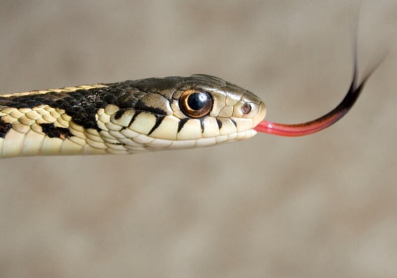 galleries/2010/11/09/which-pets-live-the-longest/pets---snake_miskko