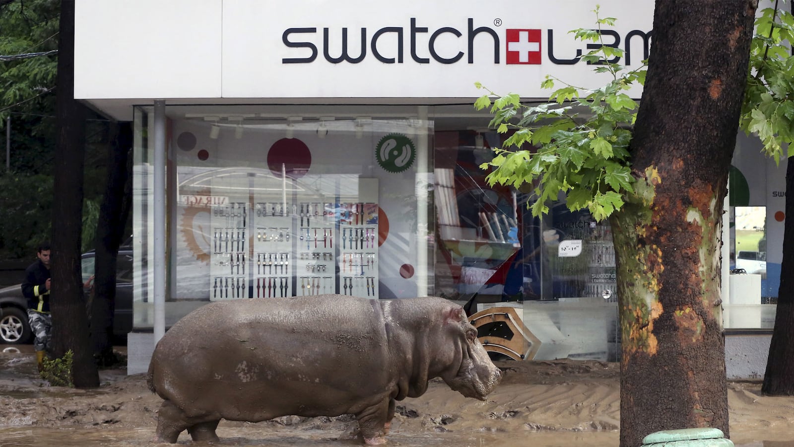 articles/2015/06/14/wild-rains-frees-wild-animals-in-tbilisi/150614-Cathcart-Tbilisi-tease_tztcwc