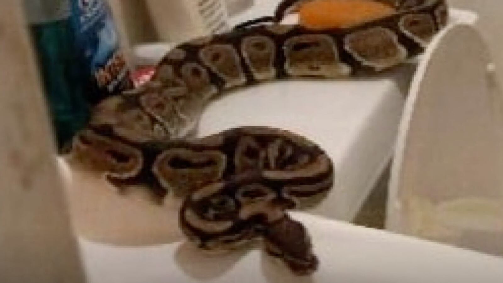 Screen_Shot_2021-09-06_at_9.39.01_PM_mfshez