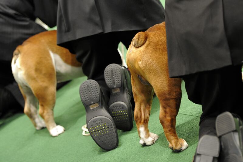 galleries/2012/02/14/best-westminster-dog-show-photos/best-westminster-dog-show-photos-8_e6wsdq