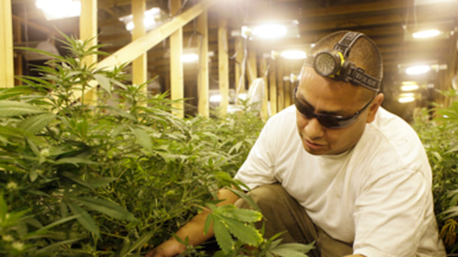 cheats/2011/07/10/feds-pot-isn-t-medicine/voters-sour-on-prop-19_gsbobf