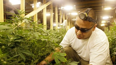 cheats/2011/07/10/feds-pot-isn-t-medicine/voters-sour-on-prop-19_gsbobf