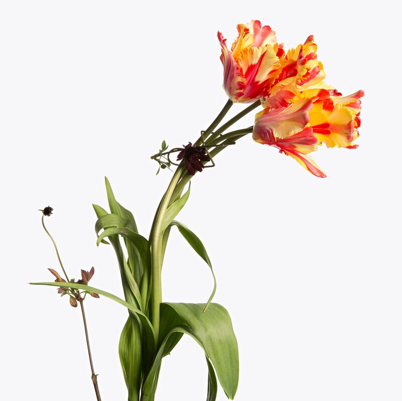 galleries/2013/07/12/iconic-inez-vinoodh/130711-inez-vinoodh-4flaming_hcu8t7