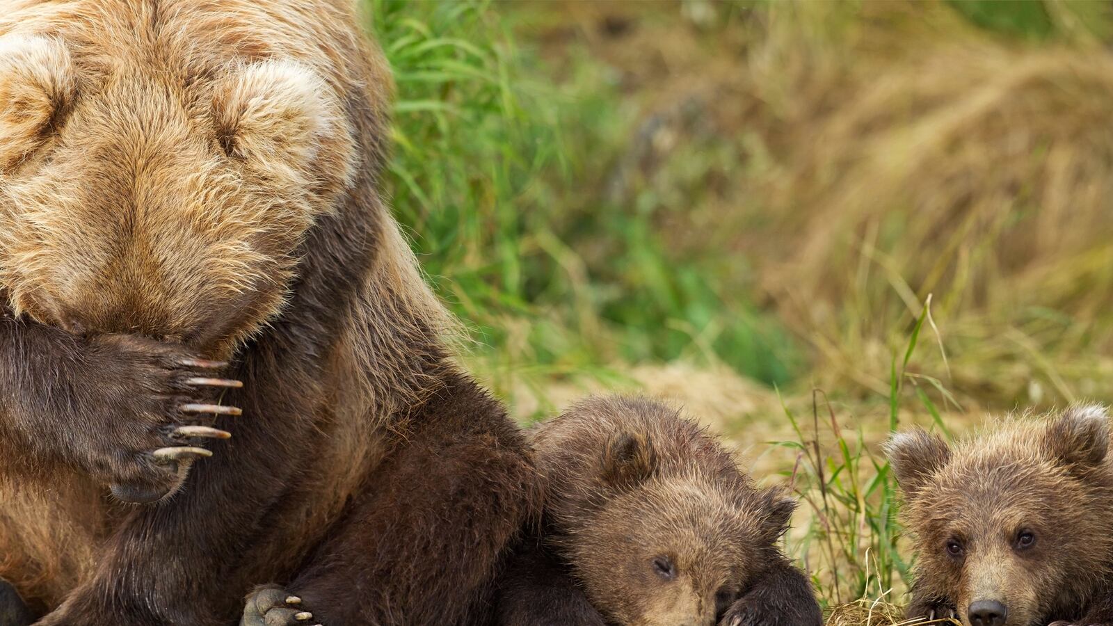 articles/2016/10/15/won-t-you-please-adopt-a-grizzly-bear-cub/161014-Andrews-Grizzly-cubs-tease__p9gwbc