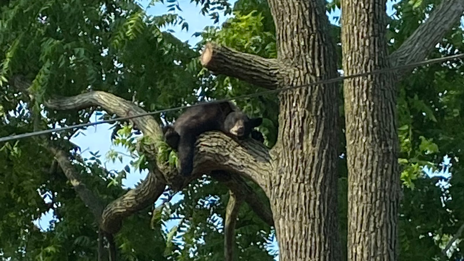 The bear perched in a tree.