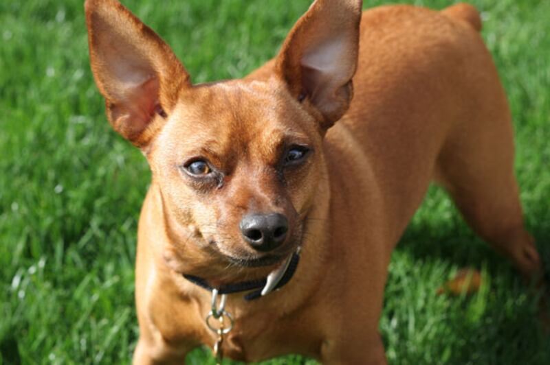 galleries/2010/10/29/dangerous-dogs/dangerous-dogs---mini-pinscher_yiz1lo