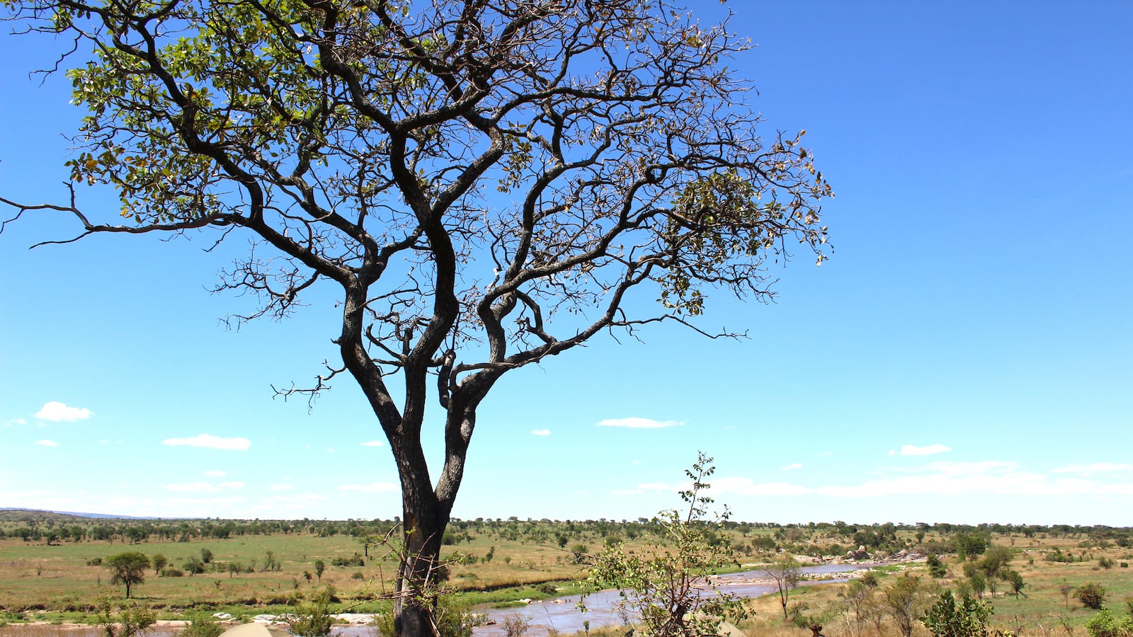 articles/2013/07/09/walking-with-wildebeests-exploring-the-serengeti-on-foot/130707-Eade-Serengeti-tease_lmohci