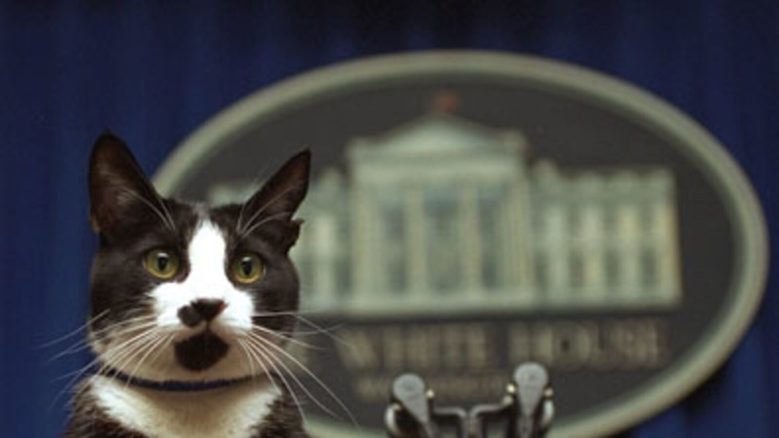 cheats/2008/12/13/socks-is-sick/10-socks-the-white-house-cat_bjbbda