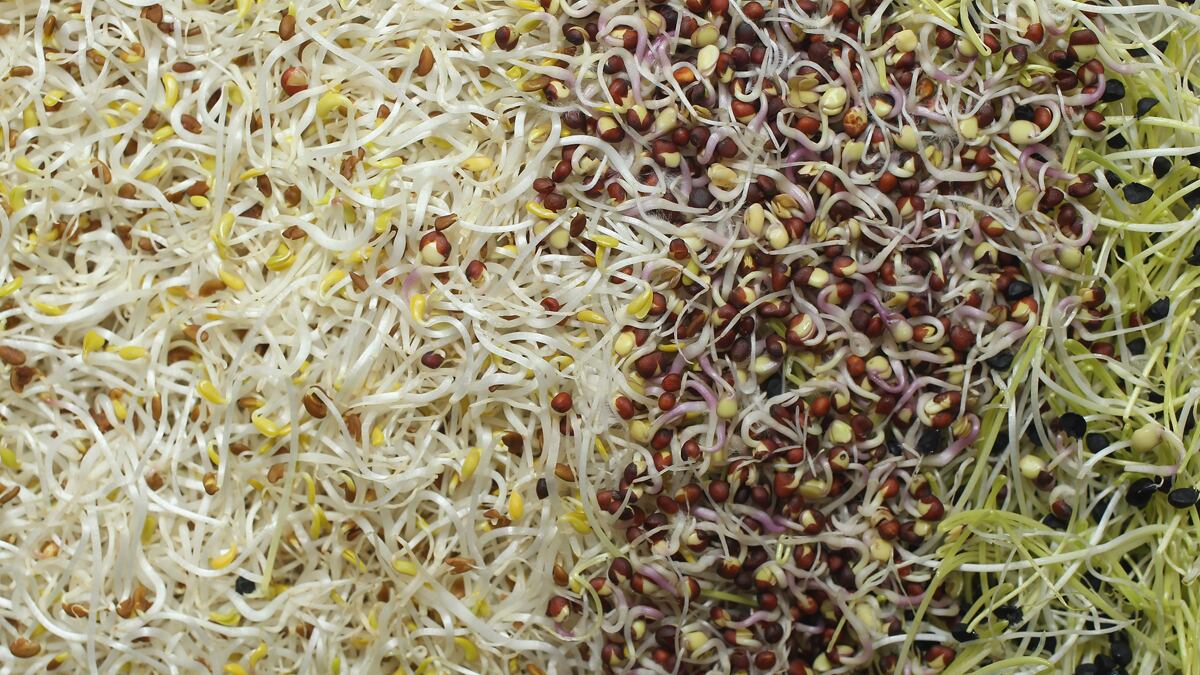 cheats/2011/06/10/sprouts-caused-e-coli-outbreak-after-all/sprouts-ecoli-germany-cheat_mmfkcs