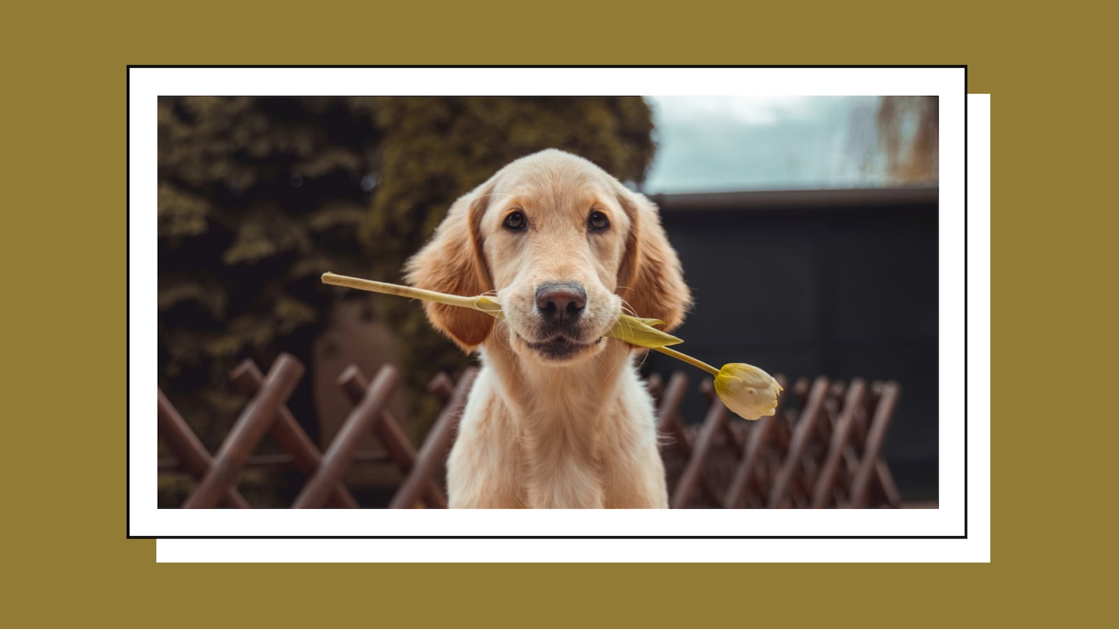 A golden retriever puppy holding a yellow tulip in its mouth, posed in front of a wooden lattice fence outdoors. The photo is styled with a white border frame on a dark olive/gold background.