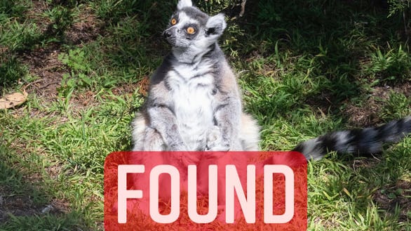 MakiFound20201015_vkr95k