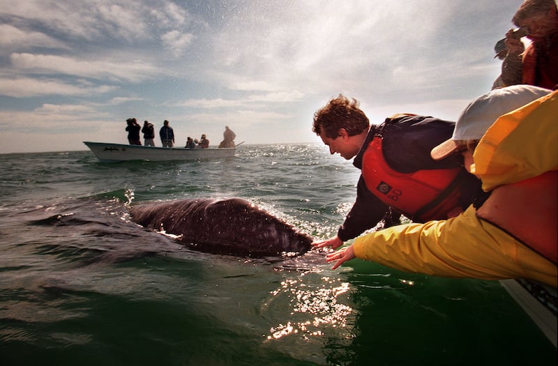 Robert Kennedy Jr. reaches out and pets a whale as Glenn Close, right, stretches to reach whale. Kennedy and Close were part of an environmental meeting and whale watch at San Ignacio Lagoon in Mexico, where whales migrate every winter. Environmentalists oppose plans by Mitsubishi and Mexican government to pump salt water into nearby desert flats to harvest salt.